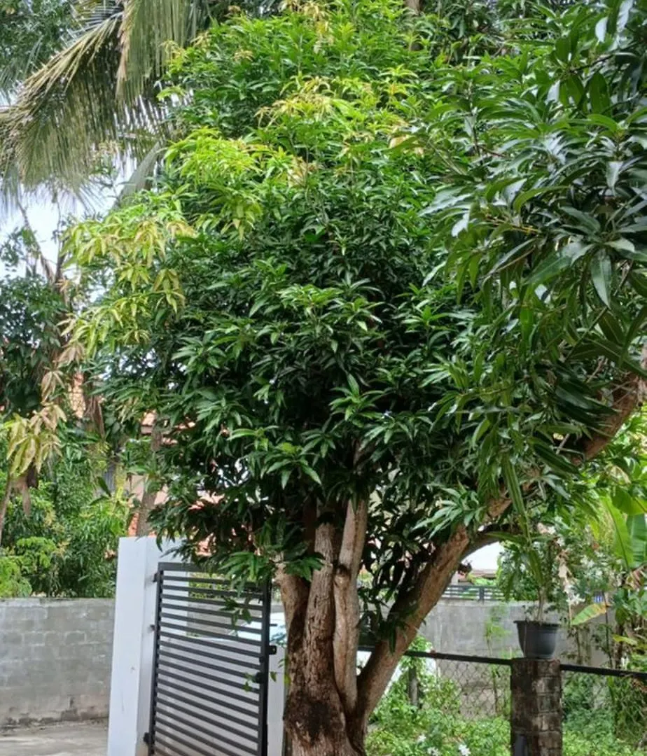 La Vie By Mar Bed & Breakfast Negombo